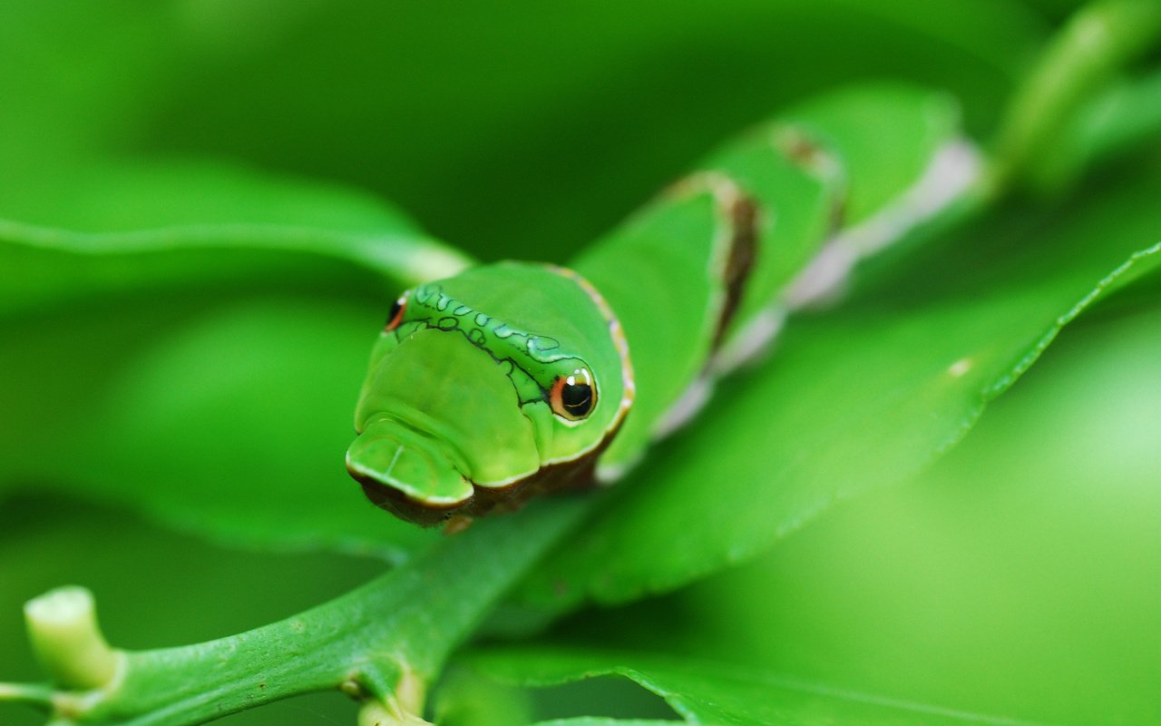 Обои глаза, фон, лист, насекомые, зеленая, гусеница, eyes, background, sheet, insects, green, caterpillar разрешение 2048x1371 Загрузить