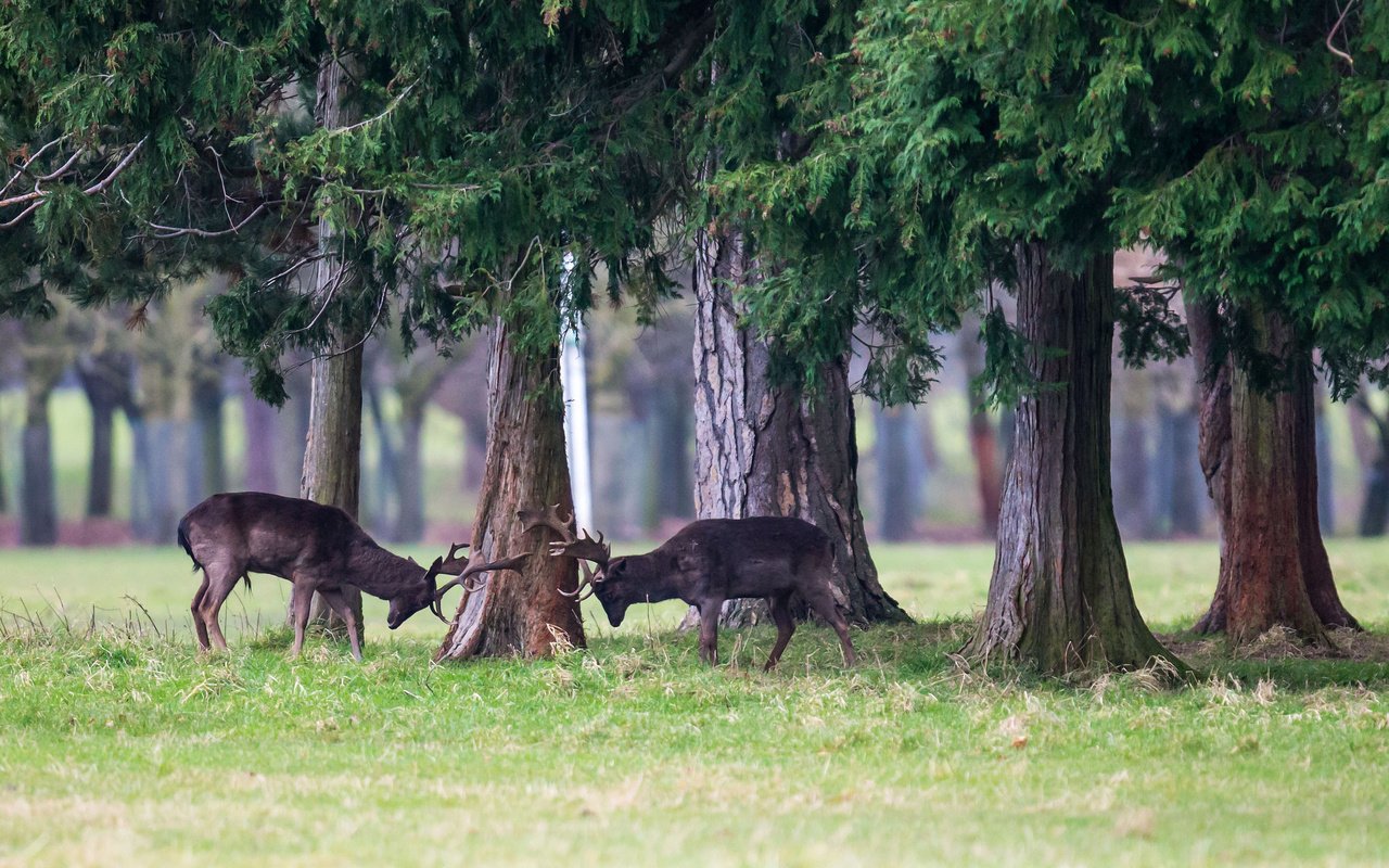 Обои трава, деревья, лес, животные, борьба, игра, рога, олени, grass, trees, forest, animals, fight, the game, horns, deer разрешение 2048x1365 Загрузить