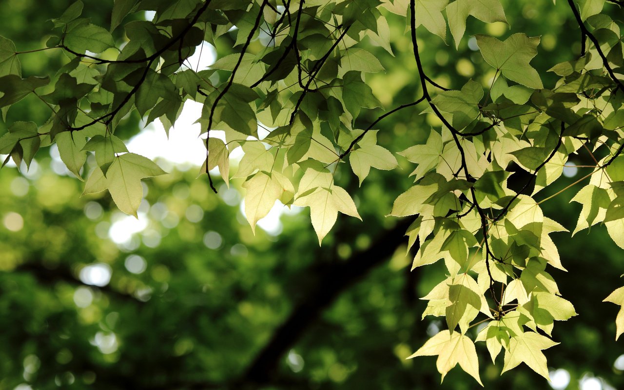 Обои зелень, листья, ветки, ветви, боке, greens, leaves, branches, branch, bokeh разрешение 3008x2000 Загрузить