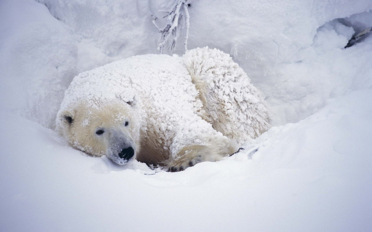 Обои снег, медведь, белый, арктика, полярный, северный, snow, bear, white, arctic, polar, north разрешение 2560x1699 Загрузить