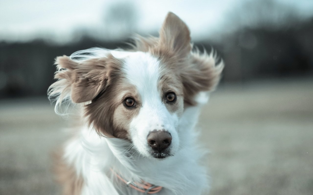 Обои взгляд, собака, друг, бордер-колли, бордер -колли, look, dog, each, the border collie разрешение 1920x1200 Загрузить