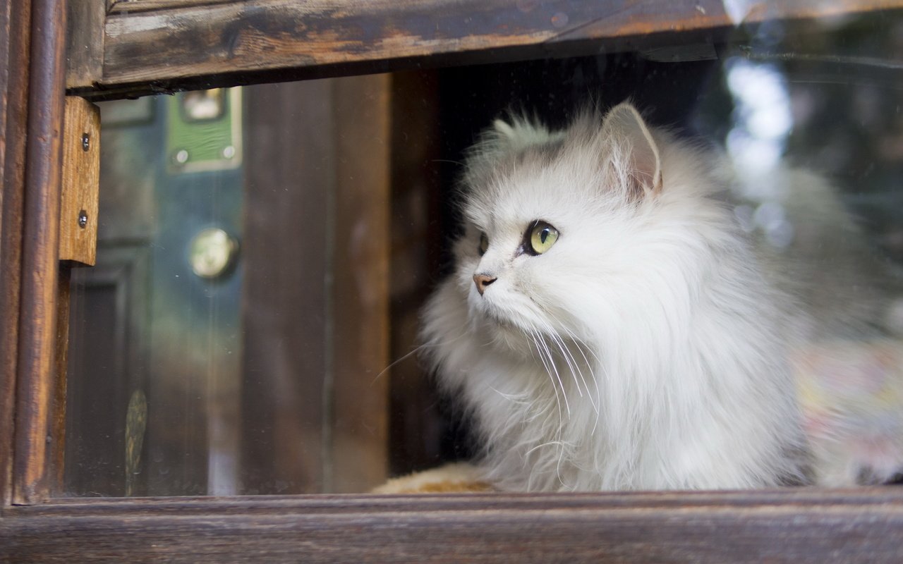 Обои кот, кошка, взгляд, пушистый, белый, окно, стекло, cat, look, fluffy, white, window, glass разрешение 1920x1200 Загрузить