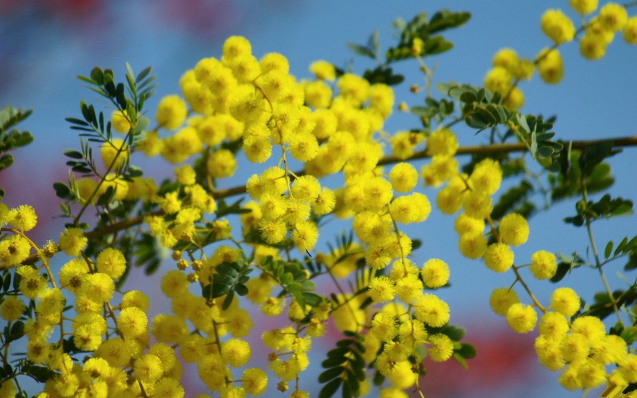 Обои небо, цветы, ветка, цветение, жёлтая, мимоза, the sky, flowers, branch, flowering, yellow, mimosa разрешение 1920x1200 Загрузить