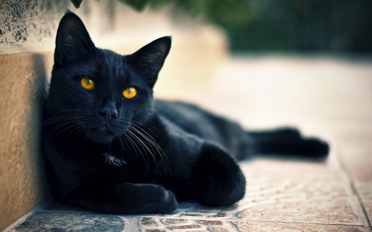 Обои глаза, кот, мордочка, кошка, смотрит, взгляд, черный, улица, лапки, legs, eyes, cat, muzzle, looks, look, black, street разрешение 2048x1356 Загрузить