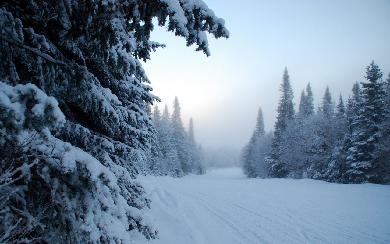 Обои небо, деревья, снег, лес, зима, туман, the sky, trees, snow, forest, winter, fog разрешение 2560x1600 Загрузить