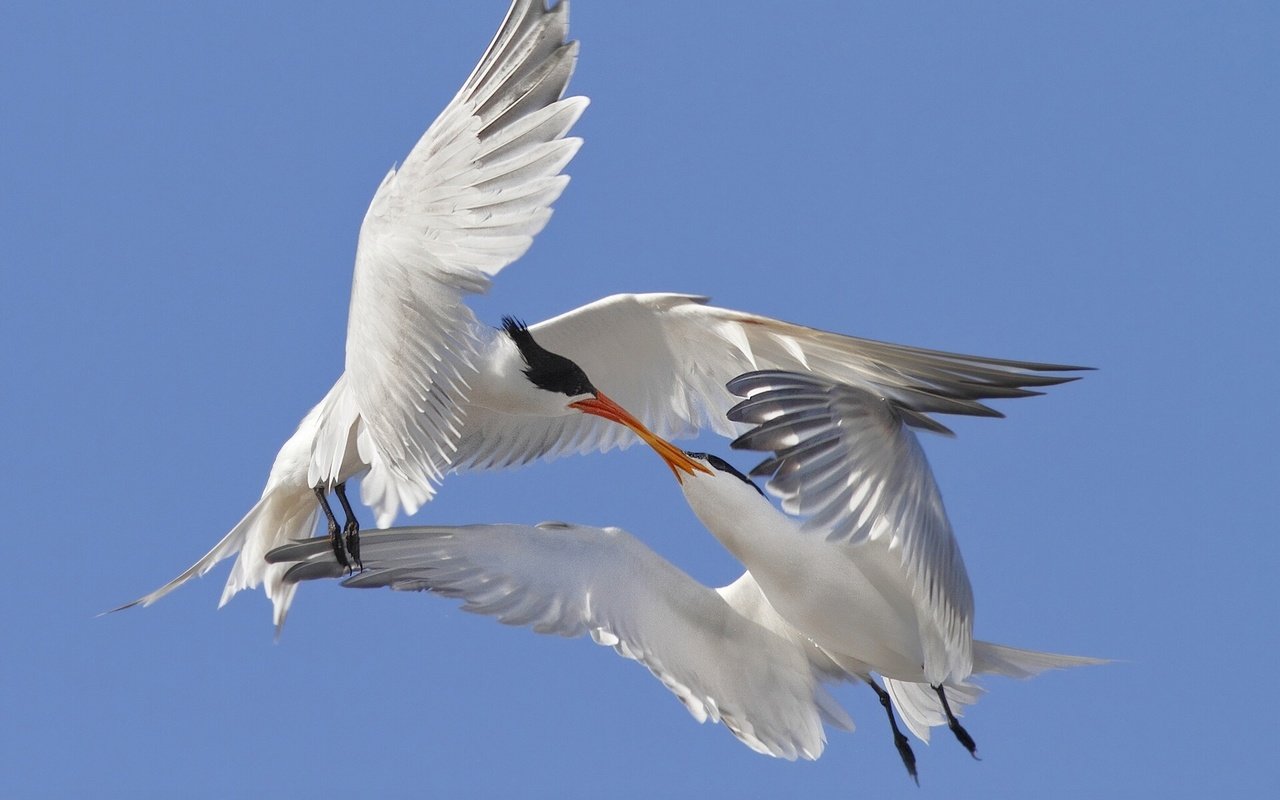 Обои небо, крылья, птицы, любовь, поцелуй, крачки, the sky, wings, birds, love, kiss, terns разрешение 1920x1440 Загрузить