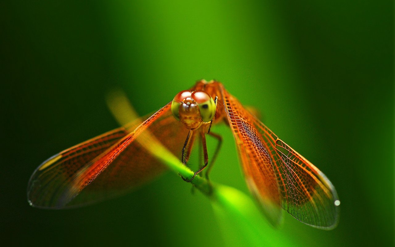 Обои глаза, фон, красная, крылья, насекомые, стрекоза, травинка, eyes, background, red, wings, insects, dragonfly, a blade of grass разрешение 2048x1360 Загрузить