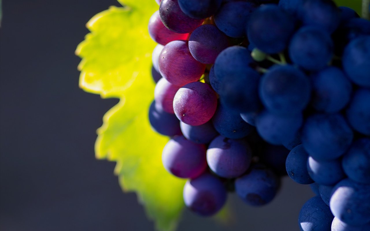 Обои природа, виноград, фрукты, грозди, nature, grapes, fruit, bunches разрешение 2560x1600 Загрузить