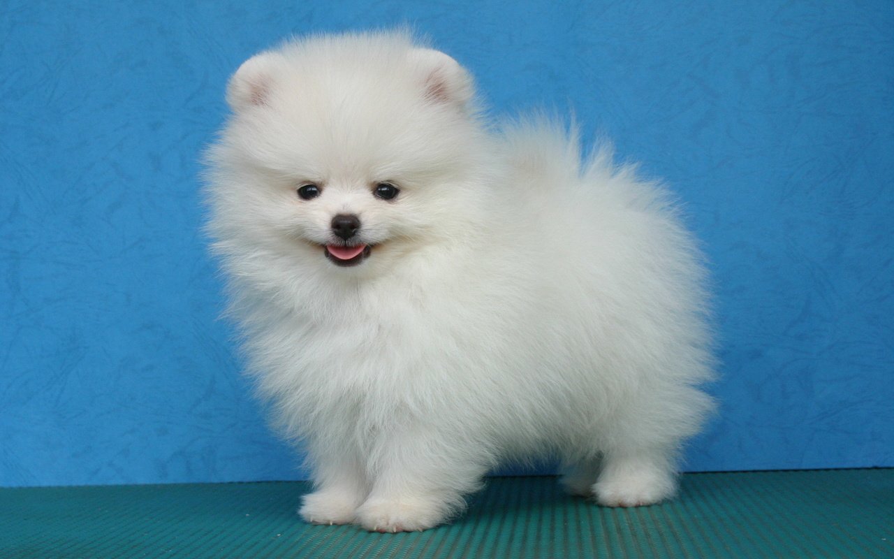 Обои белый, собака, щенок, шпиц, померанский, карликовый, white, dog, puppy, spitz, pomeranian, dwarf разрешение 1946x1292 Загрузить