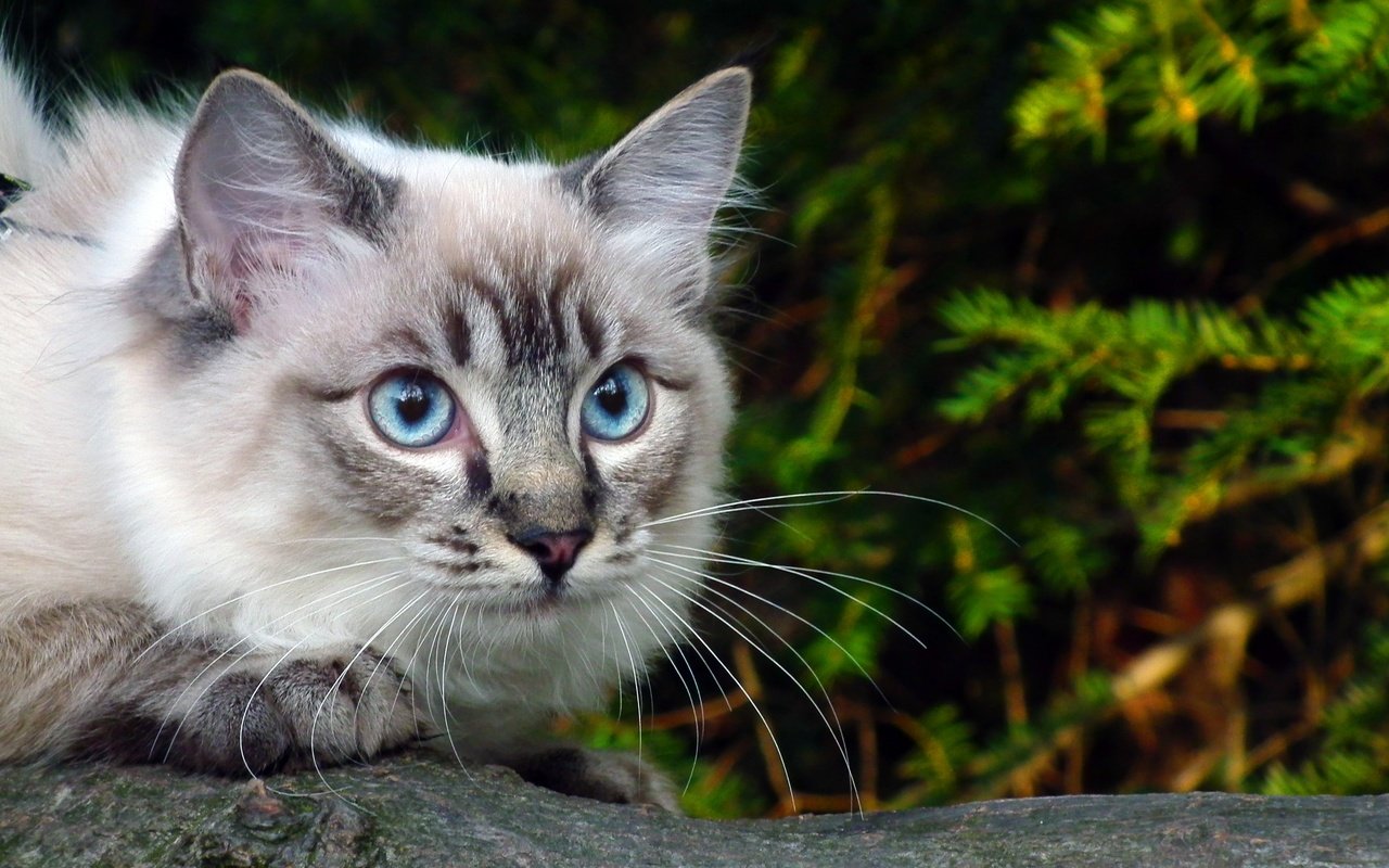 Обои глаза, ветка, зелень, кошка, голубые, eyes, branch, greens, cat, blue разрешение 2592x1944 Загрузить