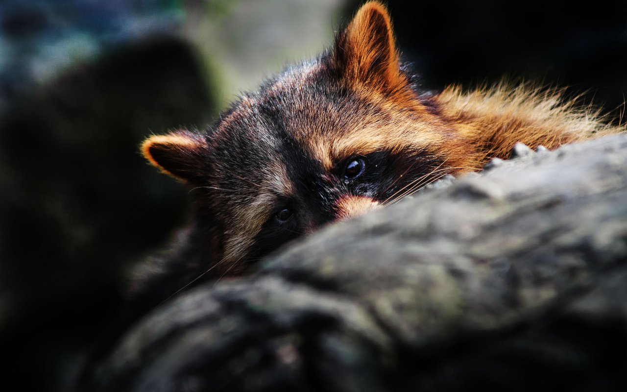 Обои глаза, мордочка, уши, бревно, енот, спрятался, eyes, muzzle, ears, log, raccoon, hid разрешение 2048x1365 Загрузить