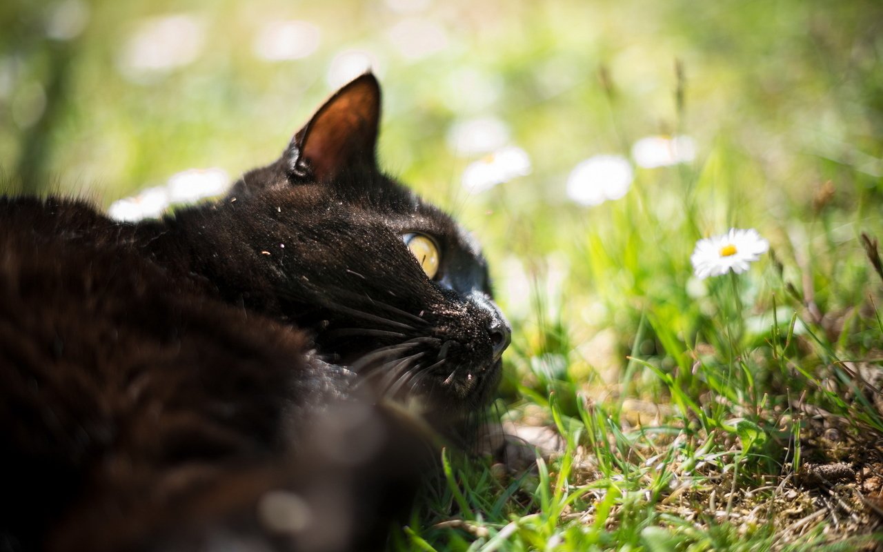 Обои трава, природа, кот, кошка, черный. цветы, grass, nature, cat, black. flowers разрешение 1920x1200 Загрузить