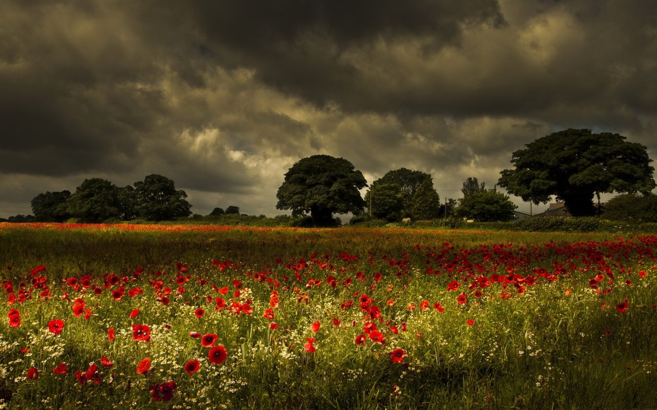 Обои цветы, деревья, природа, поле, маки, луг, ромашки, грозовое небо, flowers, trees, nature, field, maki, meadow, chamomile, stormy sky разрешение 1920x1200 Загрузить