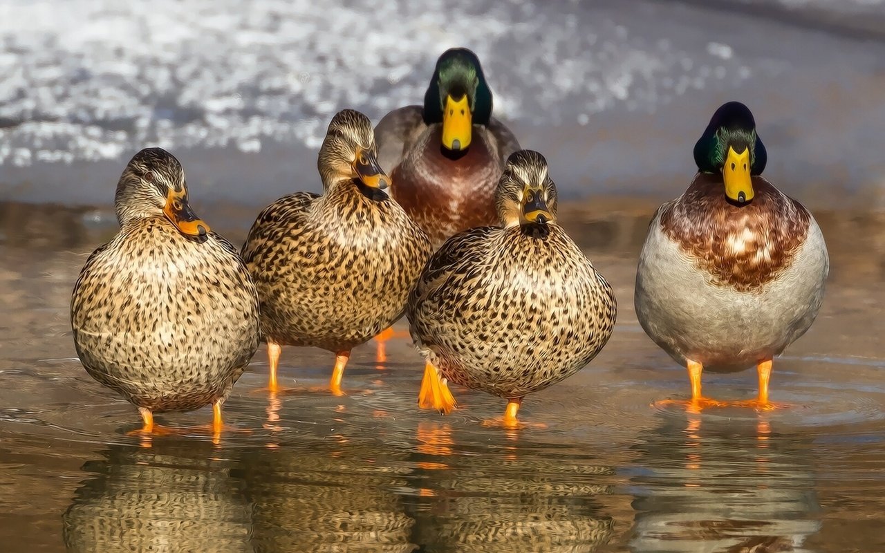 Обои вода, отражение, птицы, клюв, перья, утки, утка, кряква, water, reflection, birds, beak, feathers, duck, mallard разрешение 1920x1200 Загрузить