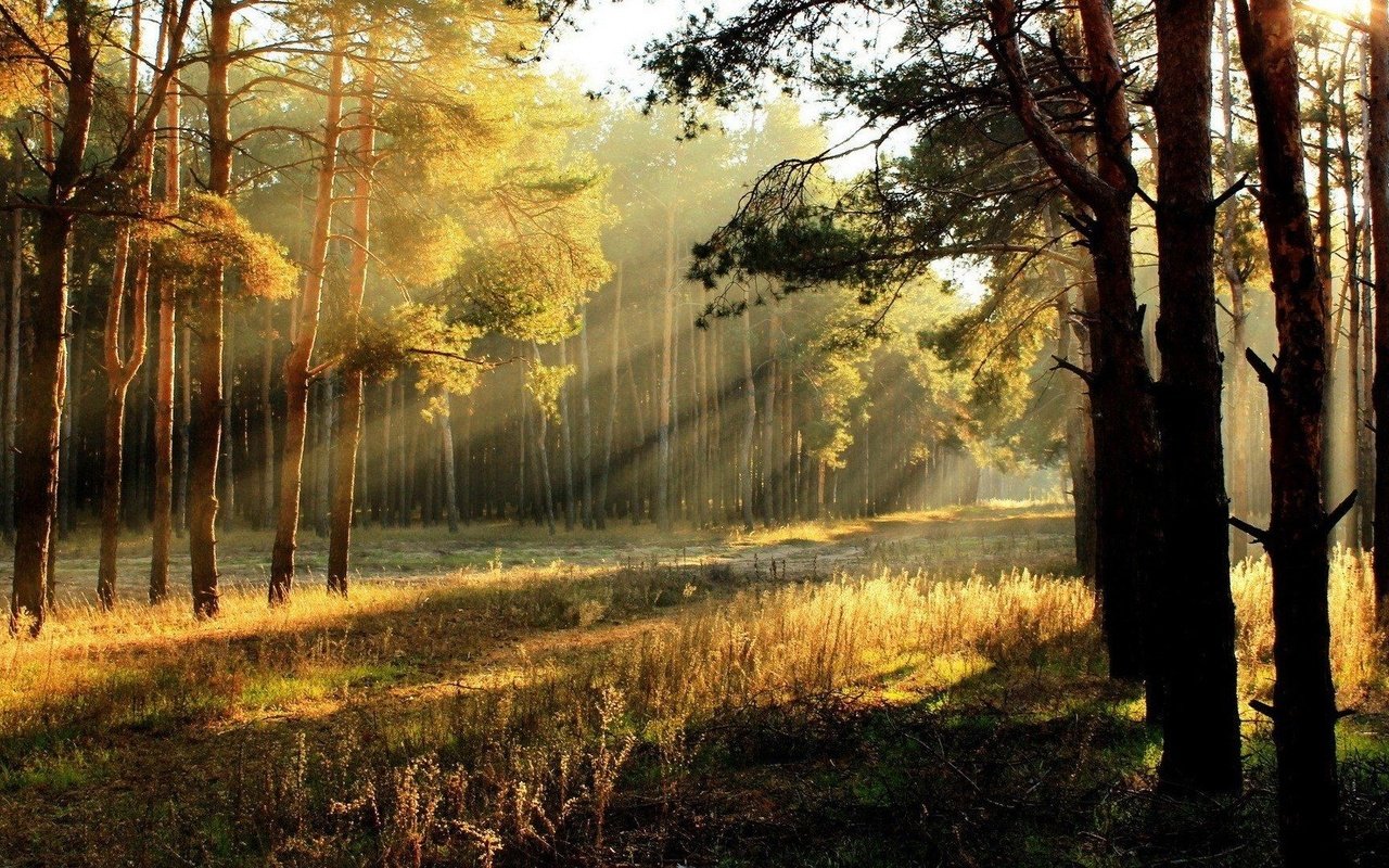 Обои деревья, солнце, лес, осень, солнечные лучи, trees, the sun, forest, autumn, the sun's rays разрешение 1920x1080 Загрузить