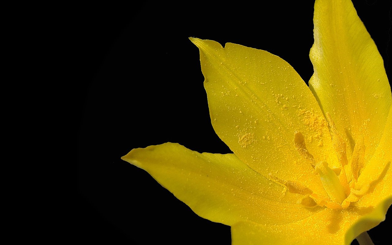 Обои макро, желтый тюльпан, macro, yellow tulip разрешение 2560x1600 Загрузить