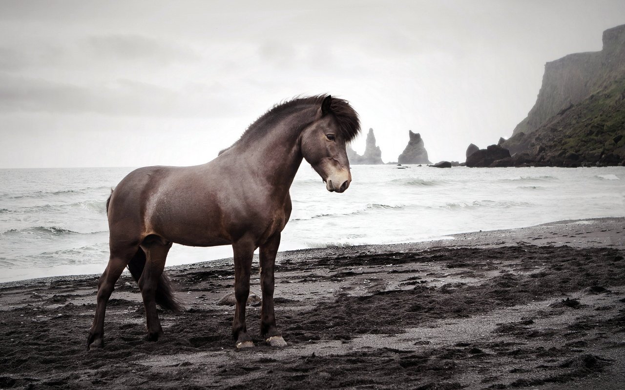 Обои лошадь, природа, море, конь, исландский жеребец, horse, nature, sea, icelandic stallion разрешение 1920x1200 Загрузить