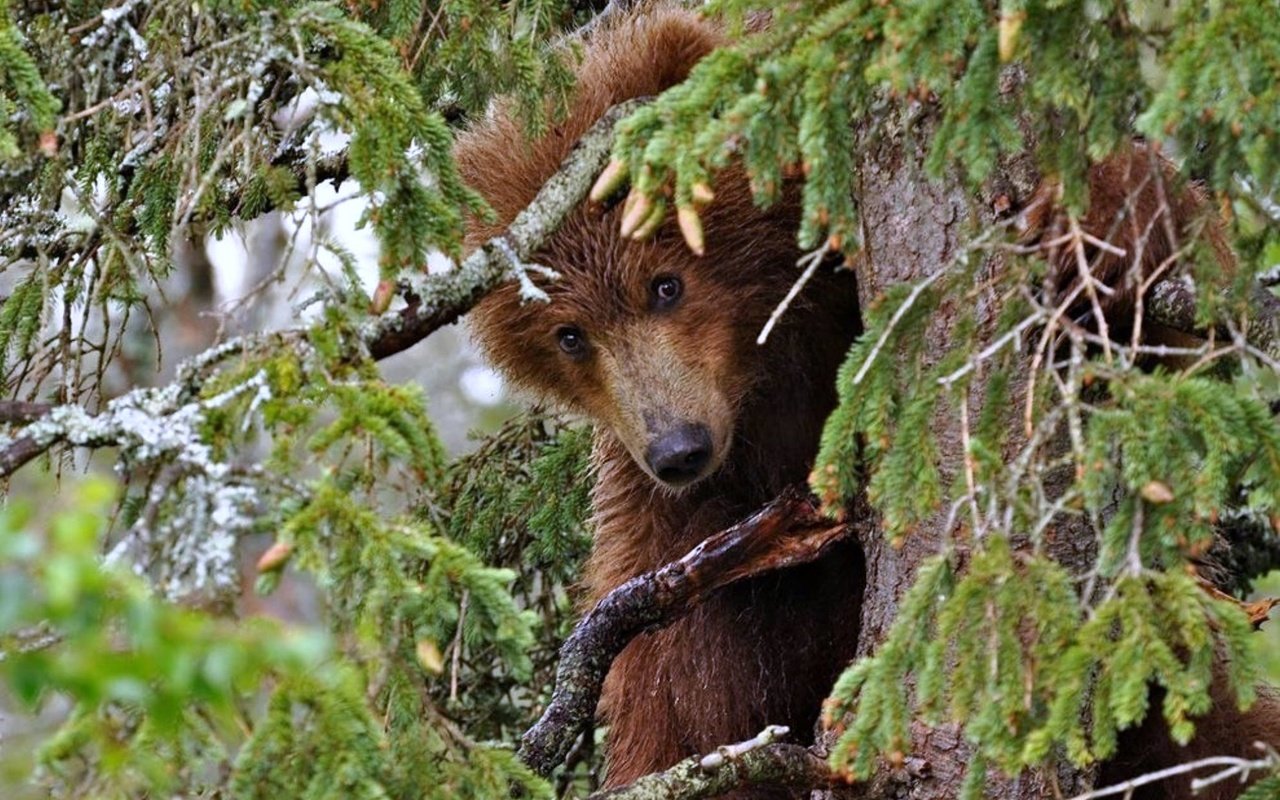 Обои деревья, хвоя, ветки, медведь, trees, needles, branches, bear разрешение 2000x1499 Загрузить