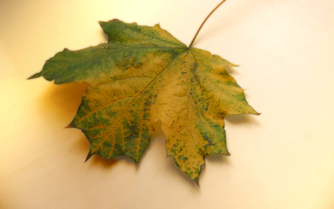 Обои осень, лист, клен, autumn, sheet, maple разрешение 2560x1600 Загрузить