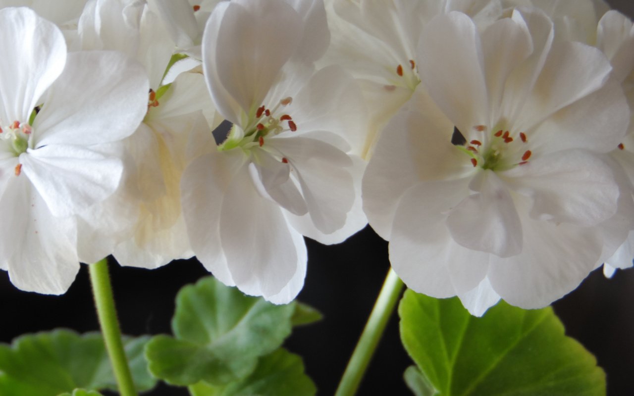 Обои крупный план, комнатный цветок, белая герань, close-up, flower room, white geraniums разрешение 2560x1600 Загрузить