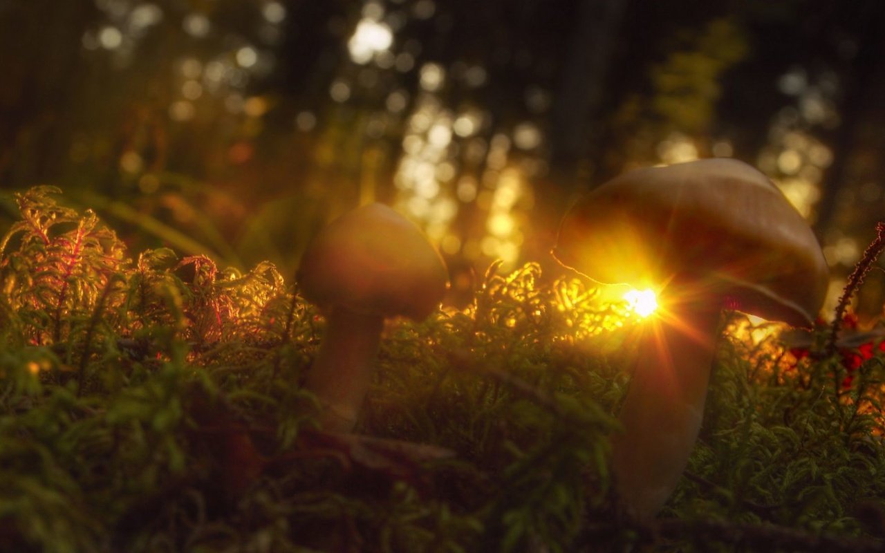 Обои трава, солнце, макро, лучи, грибы, grass, the sun, macro, rays, mushrooms разрешение 2000x1125 Загрузить