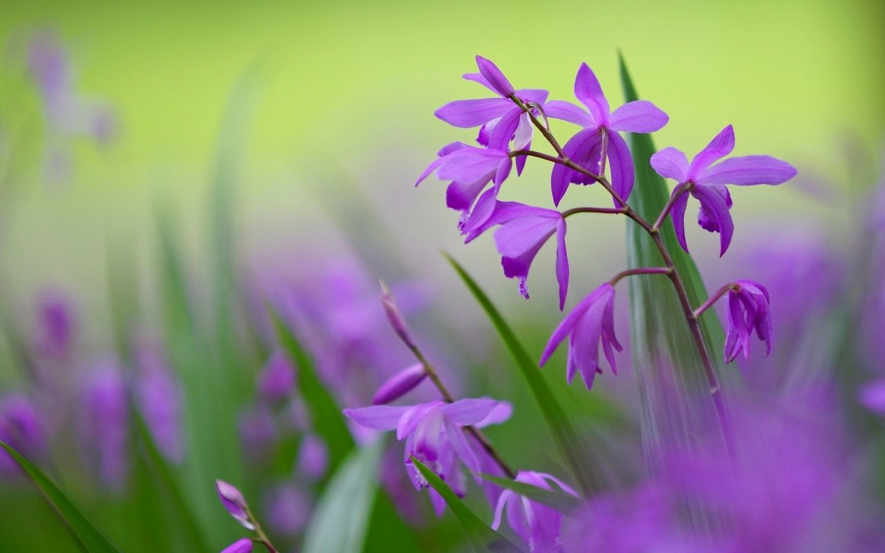 Обои цветы, макро, фон, лепестки, размытость, сиреневые цветы, блетилла, flowers, macro, background, petals, blur, purple flowers, bletilla разрешение 1920x1200 Загрузить