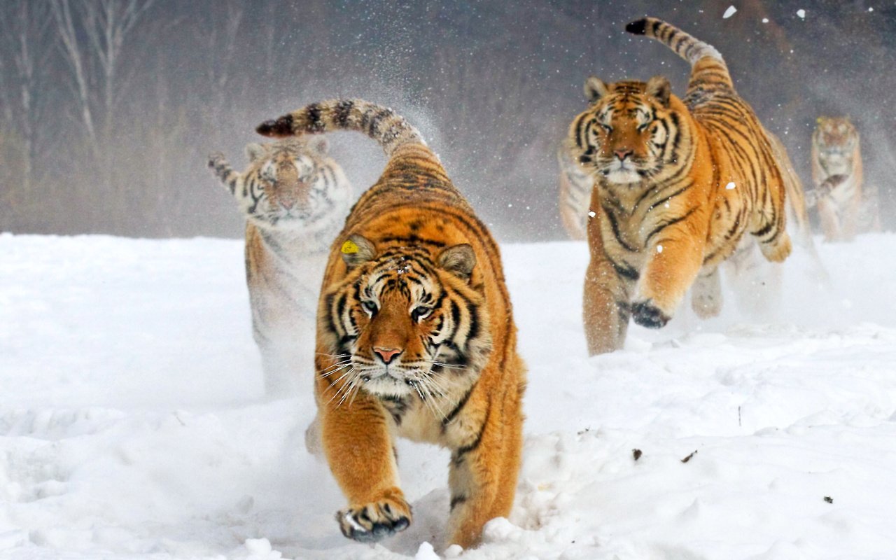 Обои тигр, зима, бегут, tiger, winter, run разрешение 2583x1722 Загрузить