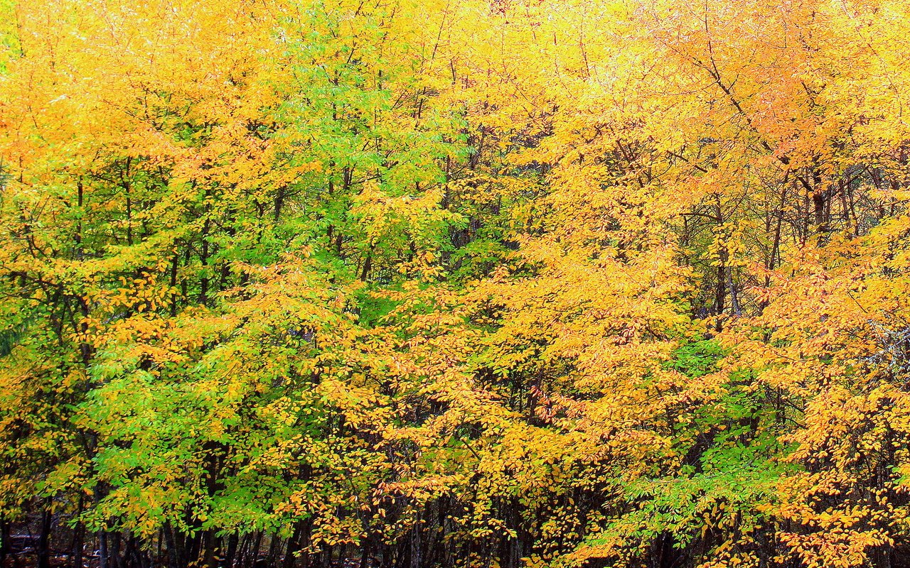 Обои деревья, природа, желтый, листья, листва, осень, trees, nature, yellow, leaves, foliage, autumn разрешение 2653x1740 Загрузить