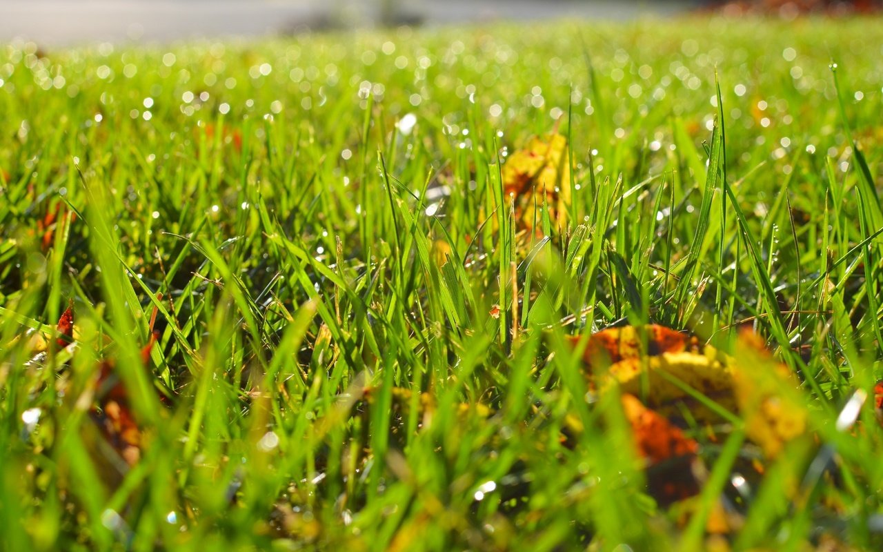 Обои трава, листья, роса, капли, осень, размытость, grass, leaves, rosa, drops, autumn, blur разрешение 2880x1800 Загрузить