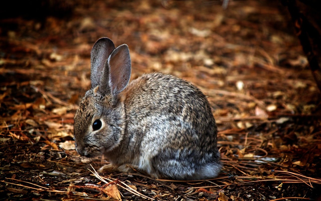 Обои природа, животные, ушки, зайцы, заяц, зайчик, nature, animals, ears, rabbits, hare, bunny разрешение 3600x2400 Загрузить