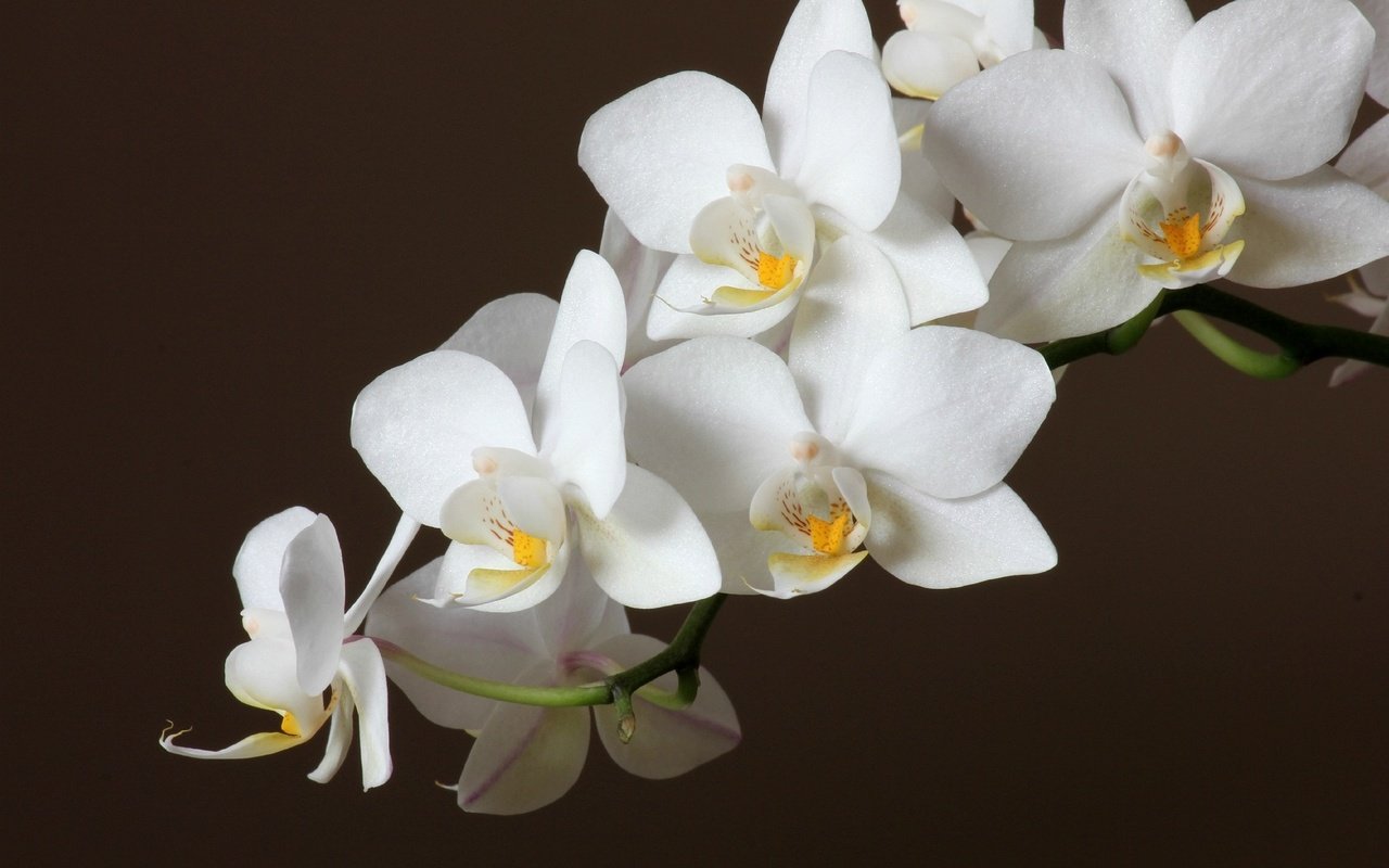 Обои цветы, черный фон, белая, орхидея, flowers, black background, white, orchid разрешение 2048x1366 Загрузить
