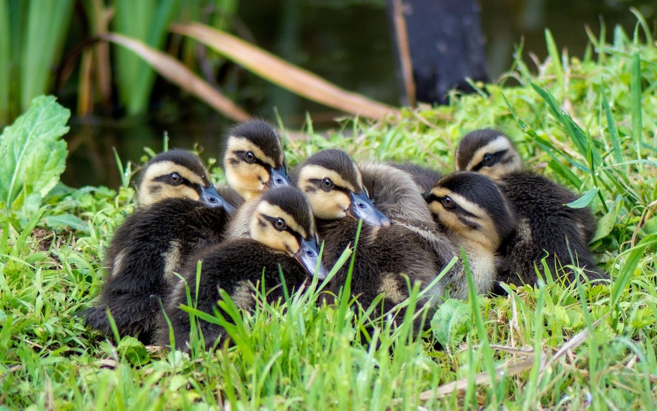 Обои трава, птицы, утята, утки, grass, birds, ducklings, duck разрешение 2048x1371 Загрузить