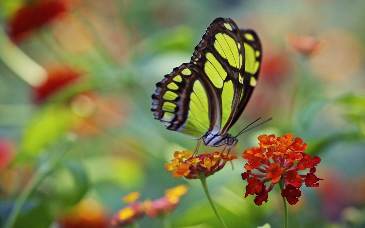 Обои макро, цветок, бабочка, крылья, насекомые, macro, flower, butterfly, wings, insects разрешение 2034x1386 Загрузить