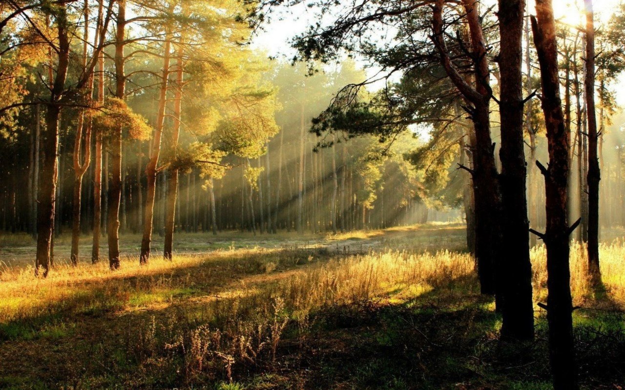 Обои деревья, солнце, лес, осень, солнечные лучи, trees, the sun, forest, autumn, the sun's rays разрешение 2000x1250 Загрузить