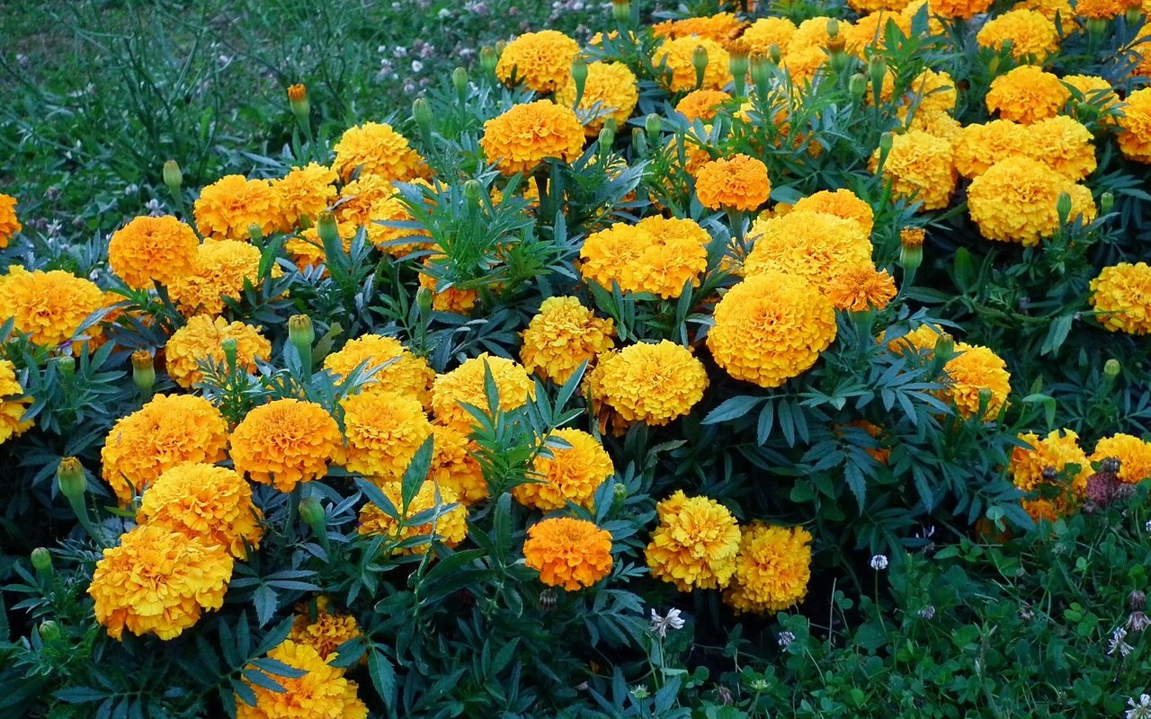 Обои бархатцы, цветы., желтые цветы, marigolds, flowers., yellow flowers разрешение 2048x1536 Загрузить