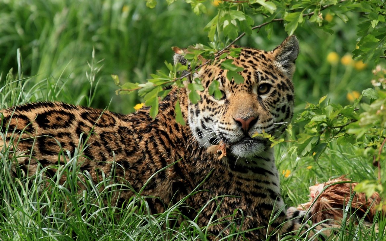 Обои трава, кошка, хищник, ягуар, обед, большая, дикая, grass, cat, predator, jaguar, lunch, large, wild разрешение 2700x1929 Загрузить