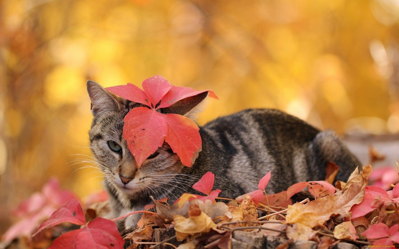 Обои листья, кот, кошка, осень, полосатый, leaves, cat, autumn, striped разрешение 1920x1200 Загрузить