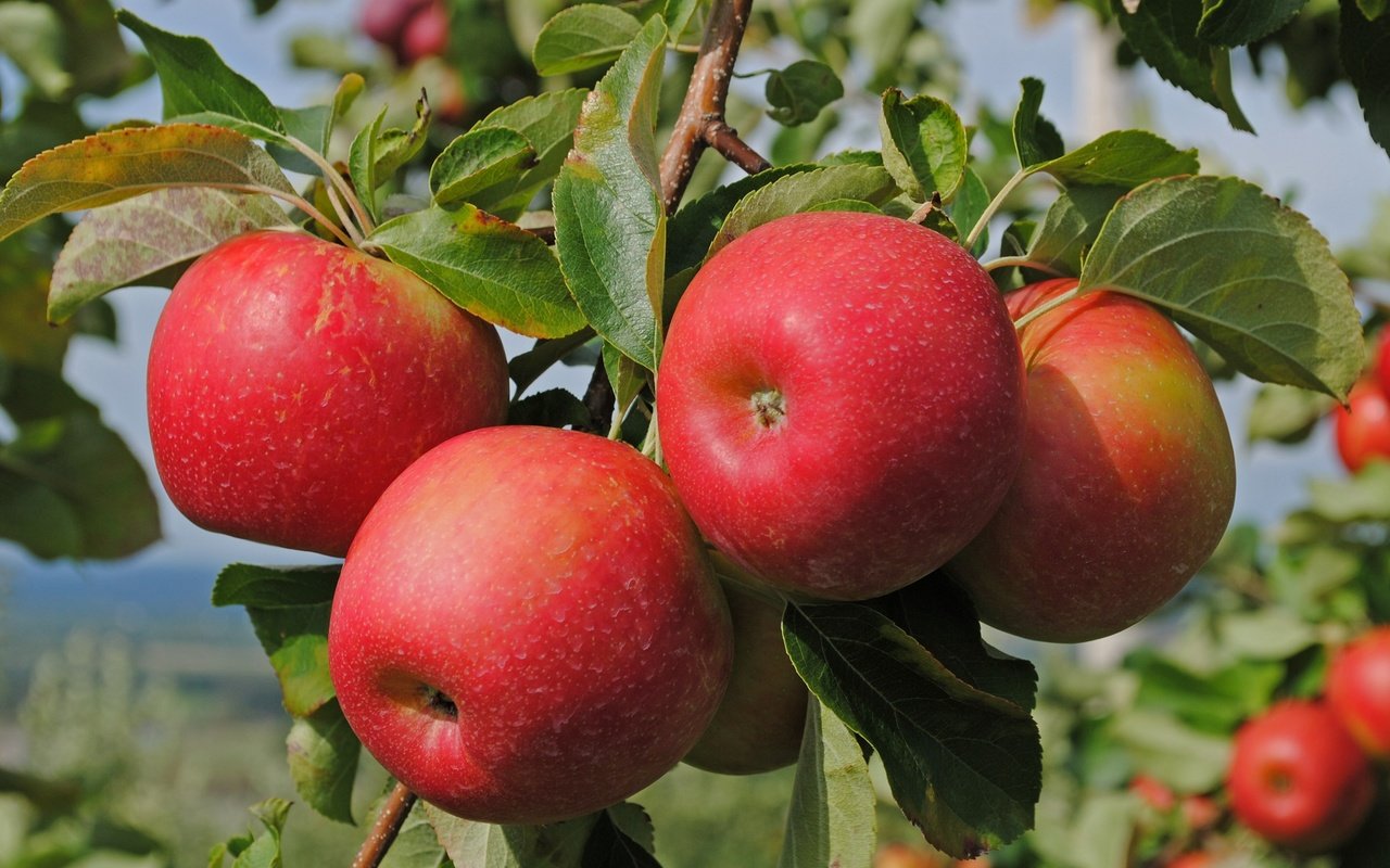 Обои ветка, природа, листья, фрукты, яблоки, branch, nature, leaves, fruit, apples разрешение 2500x1673 Загрузить