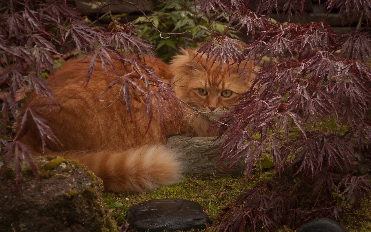 Обои листья, кот, ветки, кошка, рыжий, leaves, cat, branches, red разрешение 3000x1925 Загрузить