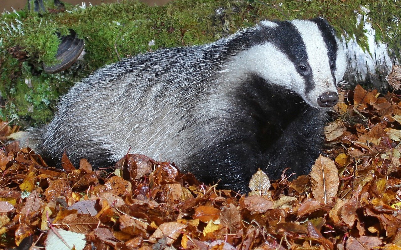 Обои природа, листья, мох, млекопитающее, барсуки, барсук, nature, leaves, moss, mammal, badgers, badger разрешение 2048x1271 Загрузить