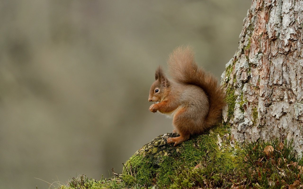 Обои дерево, животные, мох, белка, хвост, белочка, tree, animals, moss, protein, tail, squirrel разрешение 2048x1367 Загрузить