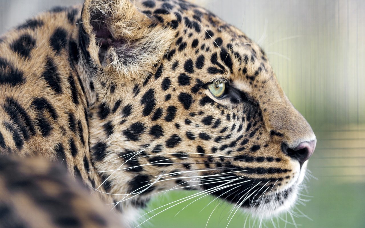 Обои леопард, хищник, профиль, leopard, predator, profile разрешение 3200x2130 Загрузить