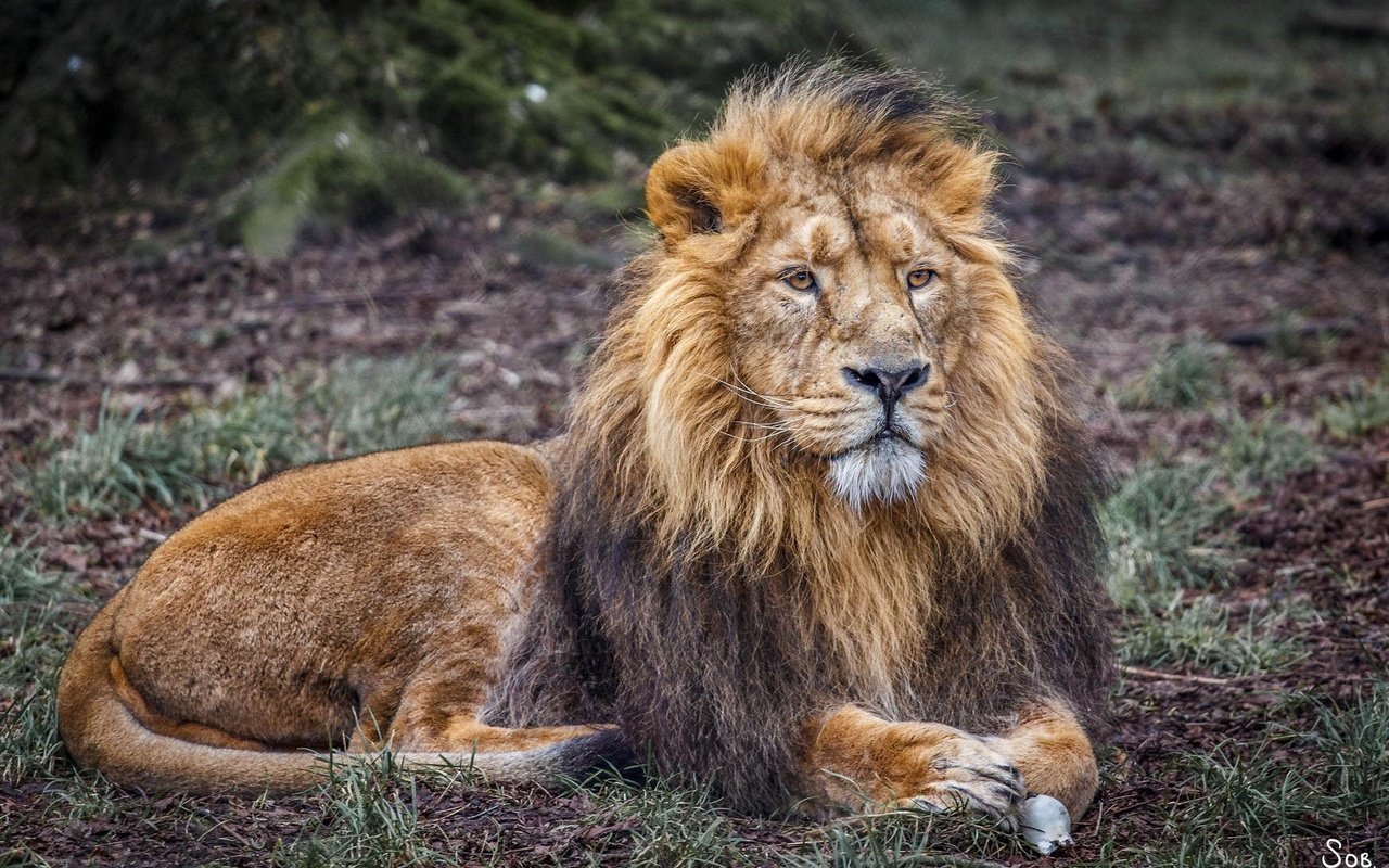 Обои лежит, хищник, львы, лев, царь зверей, lies, predator, lions, leo, the king of beasts разрешение 2048x1365 Загрузить