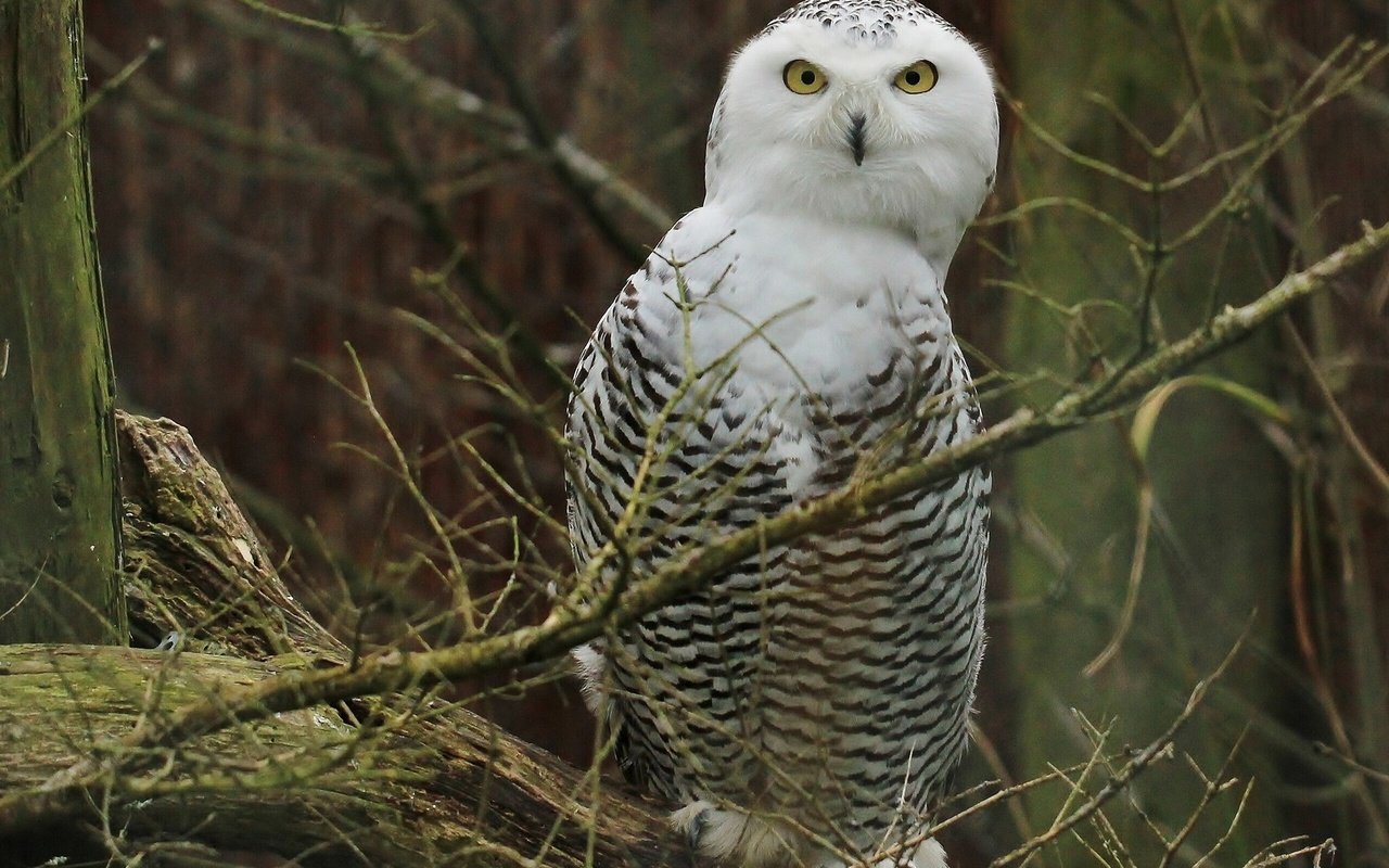 Обои сова, птицы, полярная сова, белая сова, ветки., owl, birds, snowy owl, white owl, branch. разрешение 1920x1440 Загрузить