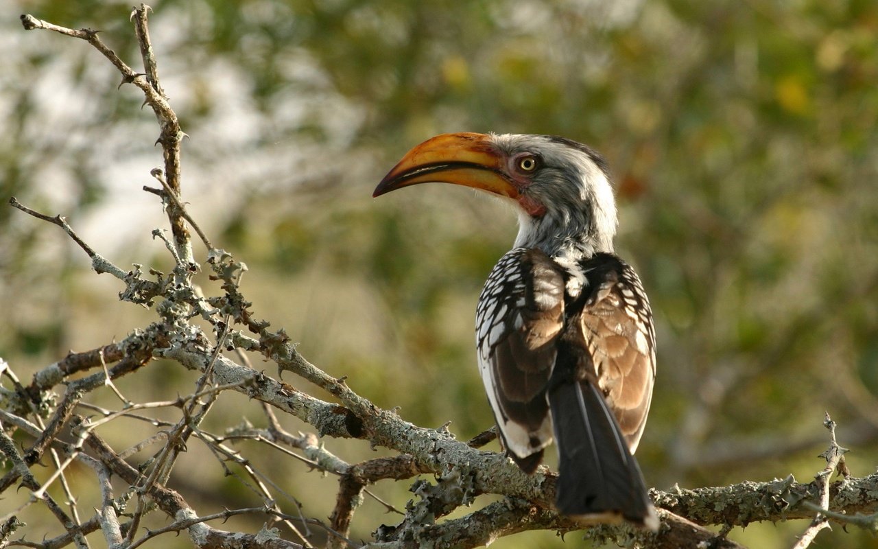 Обои африка, птицы, южный желтоклювый ток, птица-носорог, africa, birds, southern yellow-nib current, hornbill разрешение 2000x1333 Загрузить