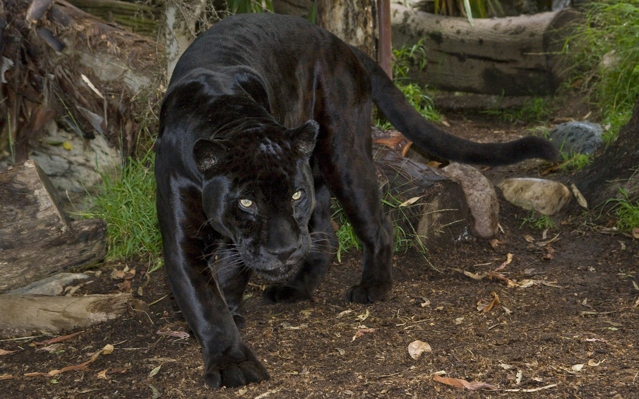 Обои природа, взгляд, пантера, черный ягуар, дикаякошка, nature, look, panther, black jaguar, giacosa разрешение 2048x1364 Загрузить