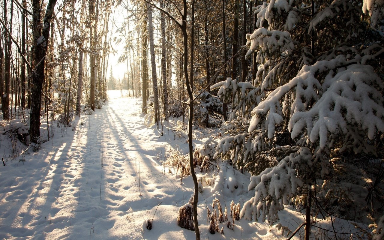 Обои деревья, снег, лес, зима, тропа, trees, snow, forest, winter, trail разрешение 2560x1600 Загрузить