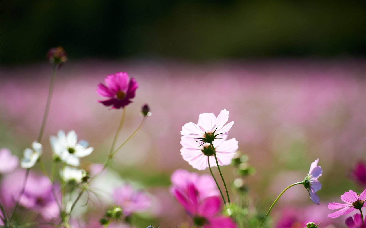 Обои цветы, поле, розовые, белые, космея, flowers, field, pink, white, kosmeya разрешение 1920x1200 Загрузить