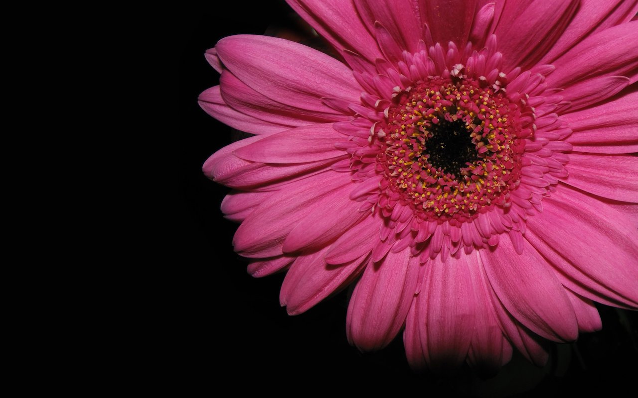 Обои тень, крупный план, гербера, shadow, close-up, gerbera разрешение 2560x1600 Загрузить