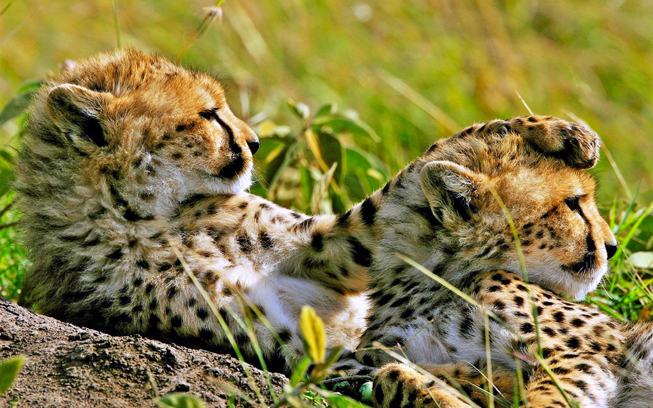 Обои гепарды, cheetahs разрешение 1920x1200 Загрузить